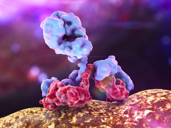 Monoclonal antibody binding to an antigen
