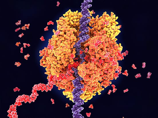 molecular biology enzymes