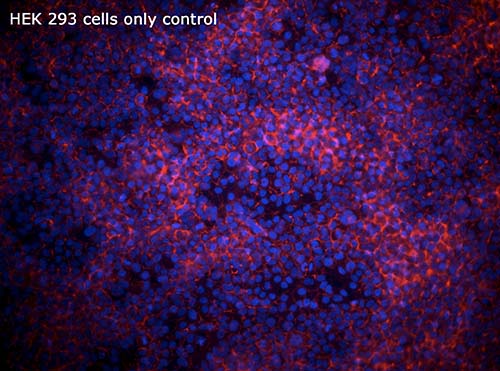 1-293-Cell-Only-Negative-Control
