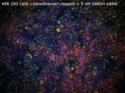 2-293-GeneSilencer-5nM-GAPDHsiRNA