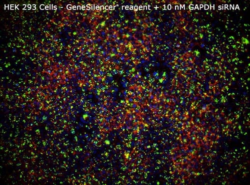 3-293-GeneSilencer-10nM-GAPDHsiRNA
