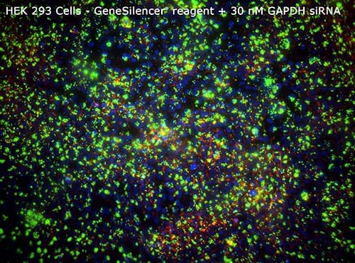 4-293-GeneSilencer-30nM-GAPDHsiRNA