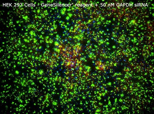 5-293-GeneSilencer-50nM-GAPDHsiRNA