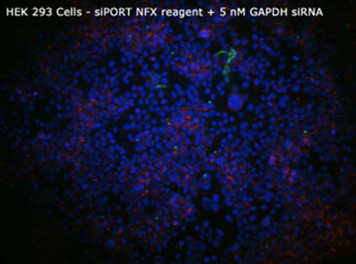 6-293-siPORT-NFX-5nM-GAPDHsiRNA-sm