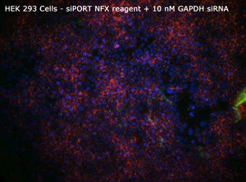 7-293-siPORT-NFX-10nM-GAPDHsiRNA-sm