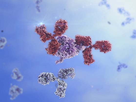 All our antibodies provide high levels of specificity and affinity to target antigens. We also provide a range of cell line controls for reliable antibody validation.