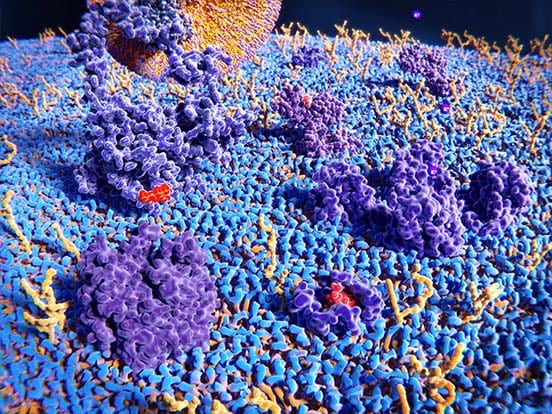 over expression lysates Over-Expression Lysates offered by AMS Biotechnology