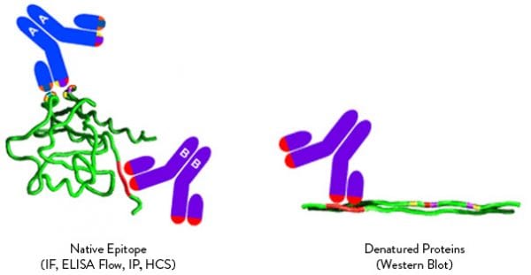 TRUEMAB Monoclonal Antibodies