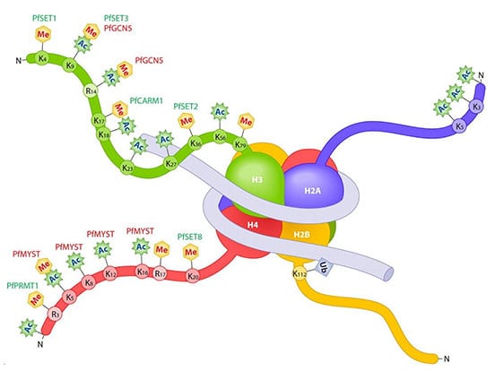 Histones and Nucleosomes | AMSBIO
