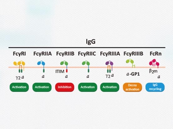 FC-Receptors-Feature