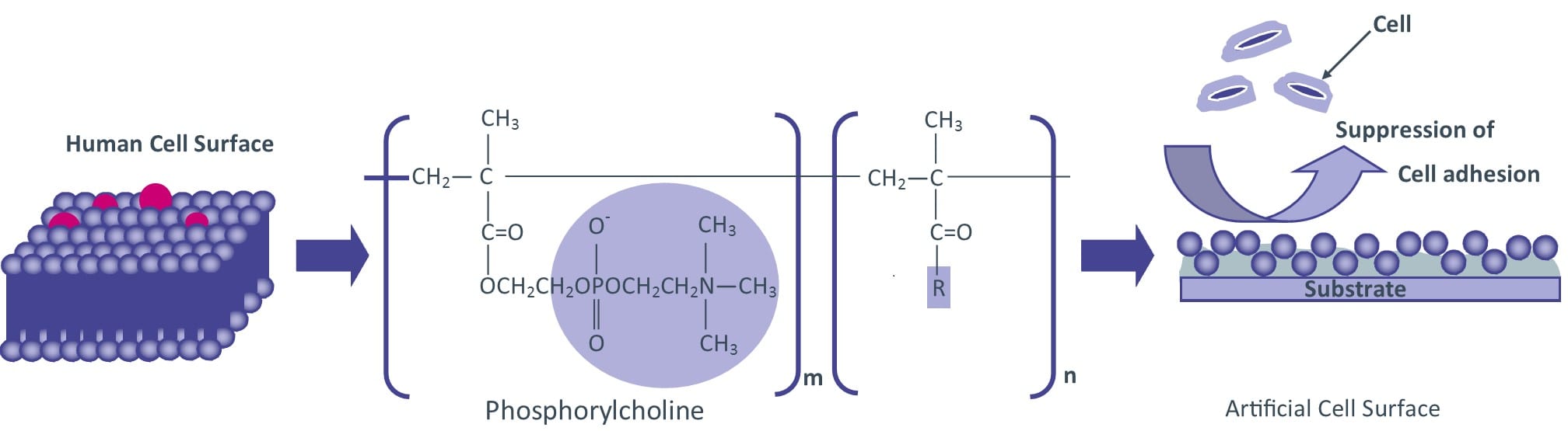 What Is Lipidure