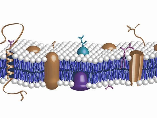 tools to advance in your glycobiology research