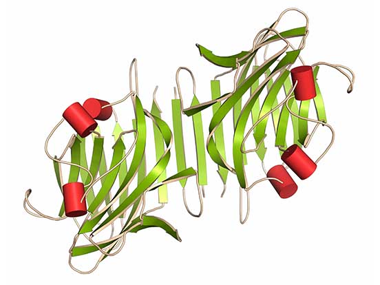 plant derived lectins lectins