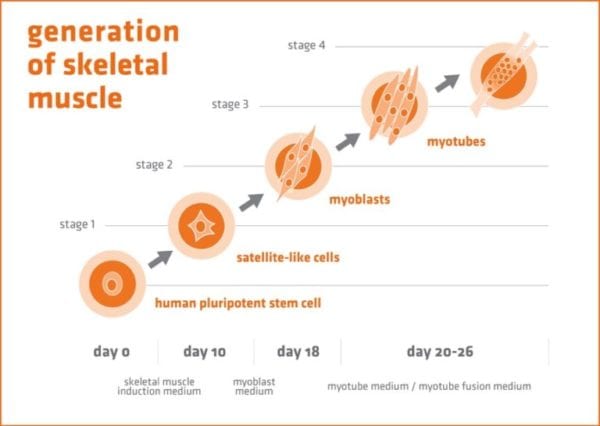 Skeletal-muscle-differentiation-steps