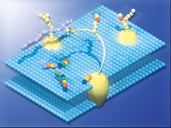 The ganlioside and glycolipid antibodies can be used for immunoassay techniques such as: TLC, FC, ELISA, ICC and IHC.