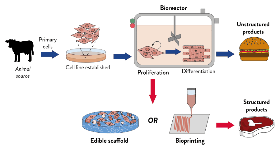 The current state of cultivated meat