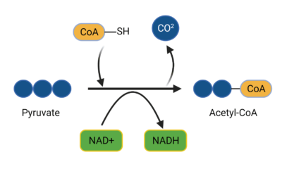 Pyruvate Oxidation