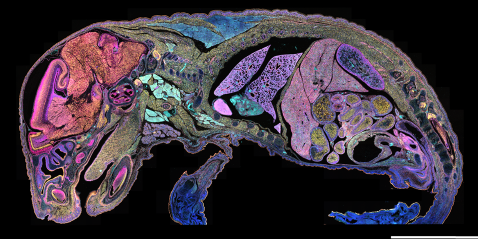 Mouse as viewed through Spatial Biology Profiling
