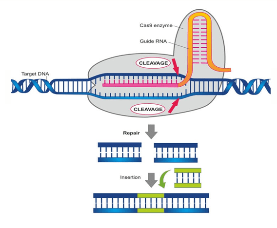 CRISPR IMAGE