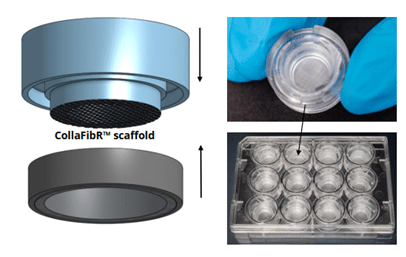 scaffold