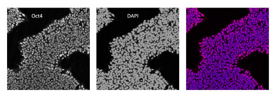 Immunofluorescence staining of TCF/LEF StemBright Luciferase iPS cell pool for Oct-4