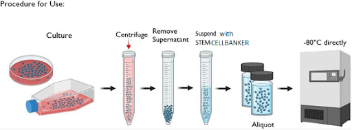 Cultured Cells img