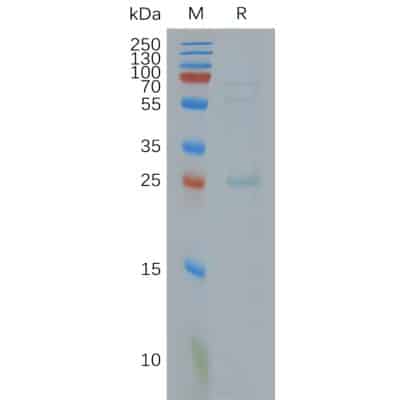 FLP100014-CLDN18.2-Fig.2-SDS-PAGE-1-400x400